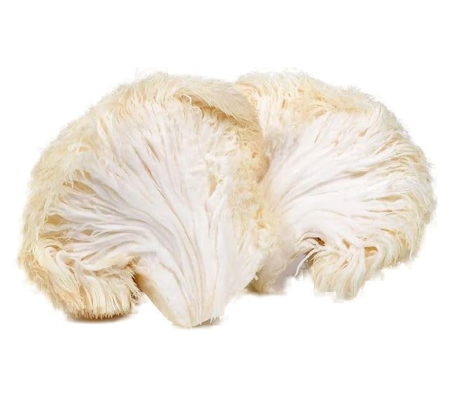 Lion's Mane Mushroom Powder Supplement - 50% Polysaccharides / 30% Beta Glucan